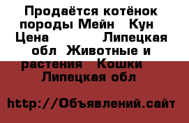 Продаётся котёнок породы Мейн - Кун › Цена ­ 6 000 - Липецкая обл. Животные и растения » Кошки   . Липецкая обл.